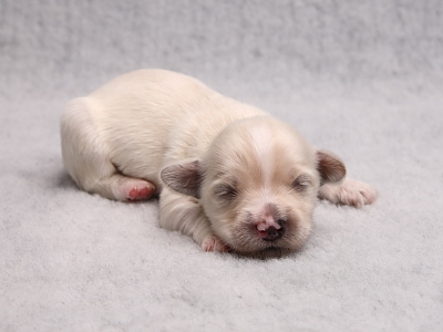 Bichon Havanais hvalpe Kennel Miki Nanoq